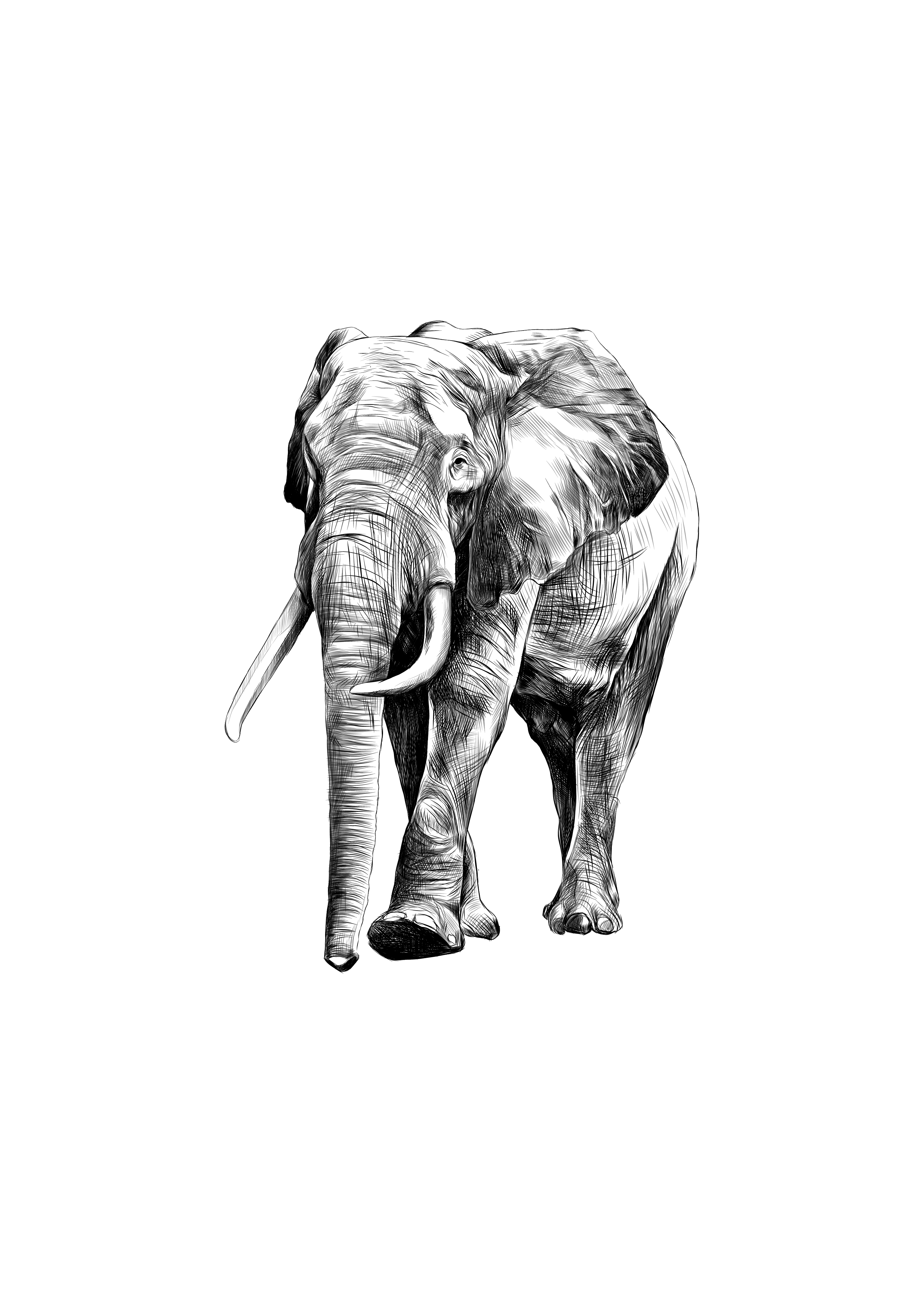 Elephant Poster - Poster Star